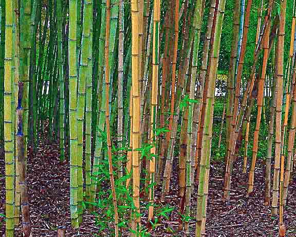 芦屋プラン株式会社 宇治市植物公園